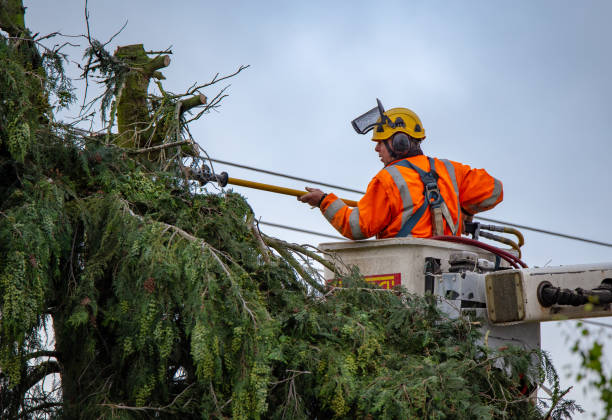 How Our Tree Care Process Works  in  La Verkin, UT