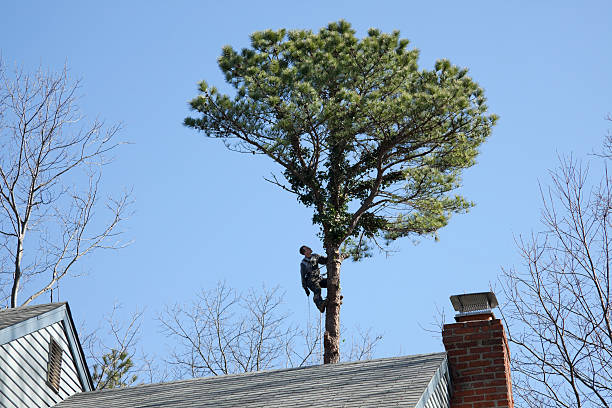 Professional Tree Care in La Verkin, UT